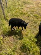 Ouessant ram lam, Mannelijk, Schaap, 0 tot 2 jaar