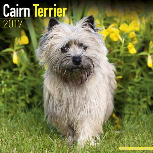 Cairn Terrier-kalender 2017, Diversen, Kalenders, Nieuw, Jaarkalender, Ophalen of Verzenden