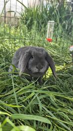 Nederlandse hangoordwerg voedster, Dieren en Toebehoren, Konijnen