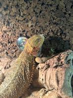 Mannelijke baardagaam mei 2025, Dieren en Toebehoren, Ophalen, Terrarium of Paludarium