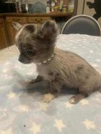 Chihuahua-pups mooi mini raszuiver zeer mooi kleintjes !, Dieren en Toebehoren, België, Fokker | Hobbymatig, 8 tot 15 weken, CDV (hondenziekte)