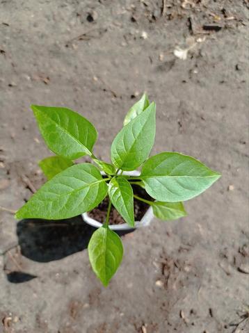 Cayenne | Peper Planten