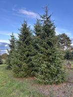 Grote kerstbomen (zilverspar), Ophalen