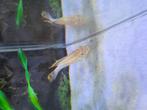 kersenbuik albino, Dieren en Toebehoren, Vissen | Aquariumvissen