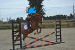 Leuke allround pony, Dieren en Toebehoren, Pony's, Ruin