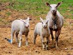 Charollais schapen ooi met twee lammeren te koop., Dieren en Toebehoren, Schapen, Geiten en Varkens