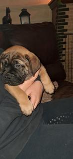 Chiots Bullmastiff, 8 à 15 semaines, Bouledogue, Plusieurs, Éleveur | Loisir