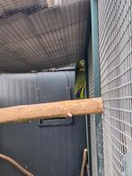 Blauw voorhoofd Amazone papegaai, Dieren en Toebehoren, Meerdere dieren, Papegaai, Geringd