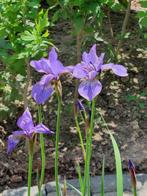 blauwe irissen in pot - 2 beschikbaar - 15 € / stuk, Ophalen, Volle zon, Vaste plant, Vijverplanten