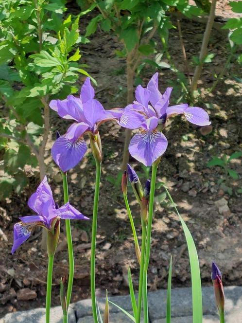 blauwe irissen in pot - 2 beschikbaar - 15 € / stuk, Tuin en Terras, Planten | Tuinplanten, Vaste plant, Vijverplanten, Volle zon