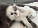Britse korthaar kittens, Dieren en Toebehoren, Katten en Kittens | Raskatten | Korthaar, Kater, Gechipt, 0 tot 2 jaar