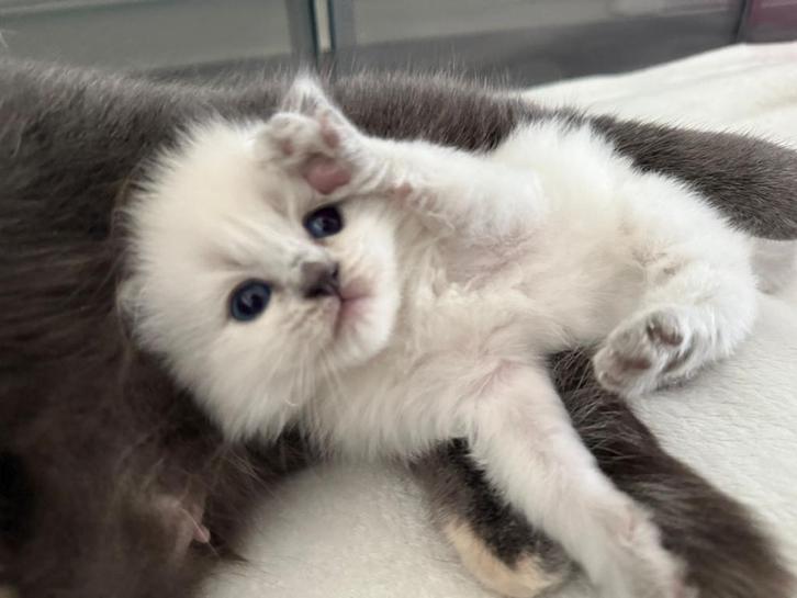 Britse korthaar kittens, Dieren en Toebehoren, Katten en Kittens | Raskatten | Korthaar, Kater, 0 tot 2 jaar, Gechipt, Ontwormd