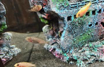 Labeotropheus trewavasae thumbi west malawi cichliden hobbyk beschikbaar voor biedingen