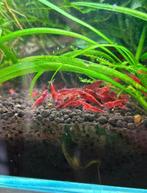 Red sakura neocaridina, Dieren en Toebehoren, Vissen | Aquariumvissen, Kreeft, Krab of Garnaal, Zoetwatervis, Schoolvis