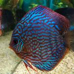 Discus
