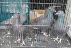 kleurpostduiven zwarte, Dieren en Toebehoren, Meerdere dieren, Postduif