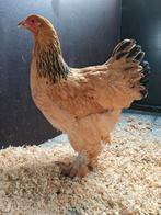 Brahma hen