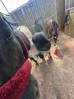 Brave merrie zoekt 5* huisje, Dieren en Toebehoren, Paarden