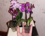 Rijk bloeiende Miniatuur Phalaenopsis Orchidee, Huis en Inrichting, Ophalen of Verzenden