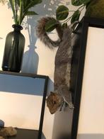 Recent opzette grijze eekhoorn, Collections, Enlèvement