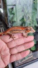 Rhacodactylus Auriculatus Gargoyle Gecko Vrouwtje, Dieren en Toebehoren