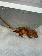 Dark harlequin with spots wimpergekko