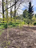 Gratis bomen, Jardin & Terrasse, Plantes | Arbres, 250 à 400 cm, Printemps, Enlèvement, Ombre partielle