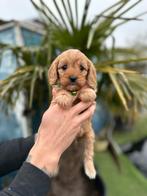 Prachtige cavapoo pups ( cavalier king charles x poedel ), Dieren en Toebehoren, Honden | Chihuahua's en Gezelschapshonden, België