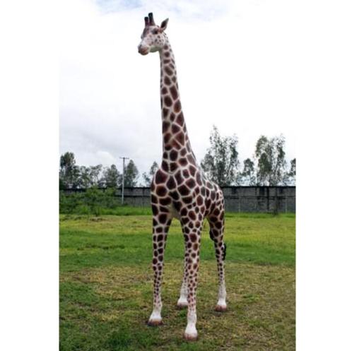 Giraffe 8 ft. – Giraf beeld Hoogte 230 cm, Verzamelen, Dierenverzamelingen, Nieuw, Ophalen