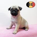 Mopshond pups te koop (Belgisch), België, CDV (hondenziekte), 8 tot 15 weken, Meerdere