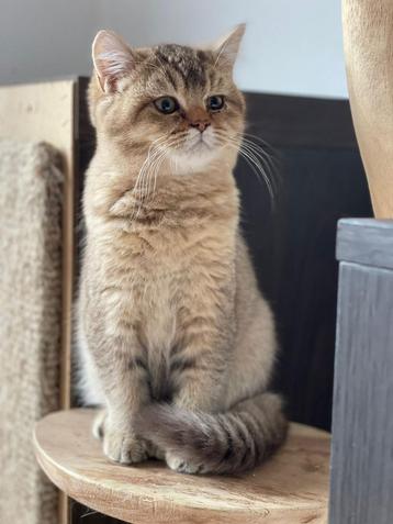 Britse korthaar kitten , katinetje beschikbaar voor biedingen