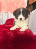 Border collie pup, Dieren en Toebehoren, Parvo, België, 8 tot 15 weken, Meerdere