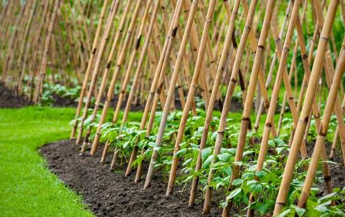 Tonkinstokken, Tuin en Terras, Palen, Balken en Planken, Nieuw, Ophalen