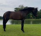 4 j brave D pony 1.43 m RX gekeurd kindvriendelijk, Dieren en Toebehoren, Merrie, Springpony, Zadelmak, 3 tot 6 jaar