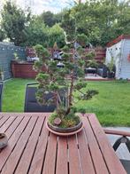 mooie juniperus bonsai, Ophalen
