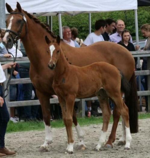 Chique, veelzijdige merrie, Dieren en Toebehoren, Paarden, Merrie, Niet van toepassing, 160 tot 165 cm, 11 jaar of ouder, Springpaard