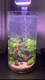Uniek Cilinder Aquarium/Vaas met mooi stuk hout, Ophalen, Zo goed als nieuw, Plant(en), Steen of Hout