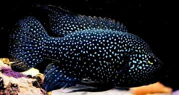 Schitterend koppel Black Diamond cichliden  beschikbaar voor biedingen