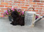 Shihtzu pupje zoekt een warme thuis, CDV (hondenziekte), Meerdere, 8 tot 15 weken, België