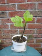 Figuier à figues verte ou brune - réservé, Tuin en Terras, Planten | Fruitbomen, Ophalen, Volle zon, In pot, 250 tot 400 cm