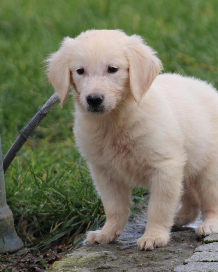 Chiot Golden Retriever, Animaux & Accessoires, Chiens | Retrievers, Épagneuls & Chiens d'eau, Chienne, Golden retriever, Éleveur | Professionnel