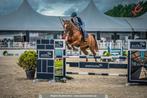 Ruiter aangeboden/ paard gezocht, Dieren en Toebehoren