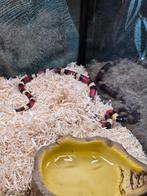 Lampropeltis campbelli NK 2025, Animaux & Accessoires, Reptiles & Amphibiens, Amphibien