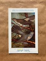 Vogels van België  Nr. 63 Koekoek, Ophalen of Verzenden, Ongelopen, Vogel