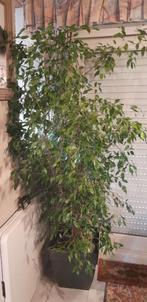 Ficus plant, Jardin & Terrasse, Enlèvement ou Envoi, Mi-ombre, Plante fixe