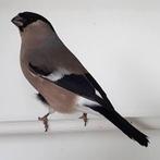 Gezocht noorse goudvinken pop met geel erin, Vrouwelijk, Wildzangvogel, Geringd