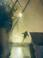L46 te koop, Zoetwatervis