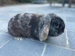 Minilop konijntje, Dieren en Toebehoren, Konijnen