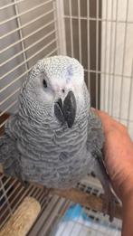 Perroquet gris du gabon 4 mois, Papegaai, Pratend