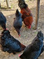 Marans